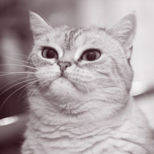Grumpy Cat Grumpy Cat - No cooperation - Photo 1