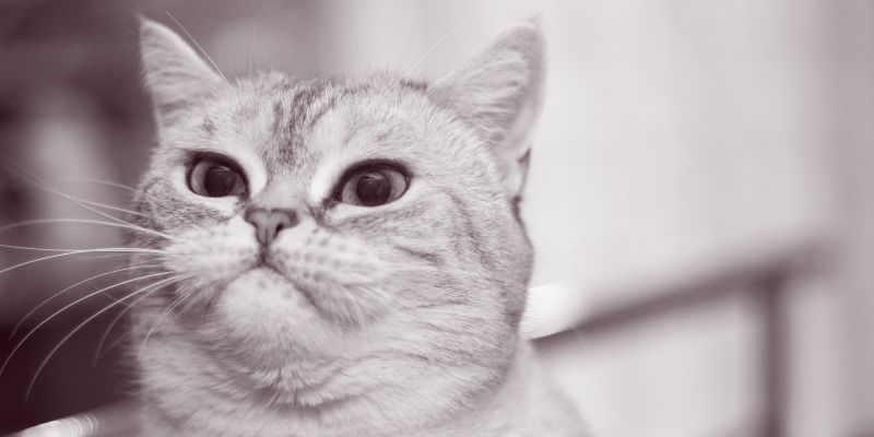 Grumpy Cat Grumpy Cat - No cooperation - Photo 2
